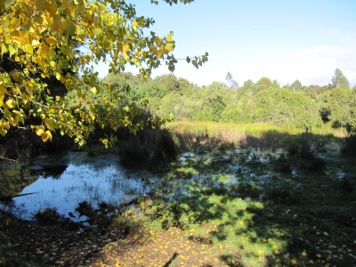 Venta-de-Parcela-en-Valdivia-CHIGUAO